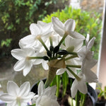 White star-shaped flowers with six pointed petals clustered together on green stems in a black pot