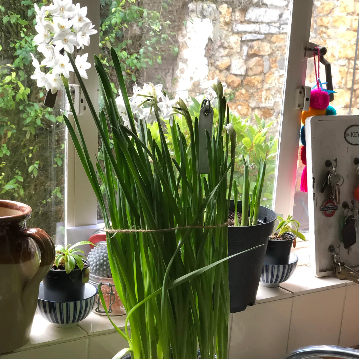 White flowering bulbs in black pot on kitchen windowsill alongside other houseplants, with garden view through window