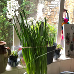 White flowering bulbs in black pot on kitchen windowsill alongside other houseplants, with garden view through window
