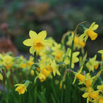 Yellow daffodils in bloom with green stems and leaves, photographed outdoors against a softly blurred natural background.