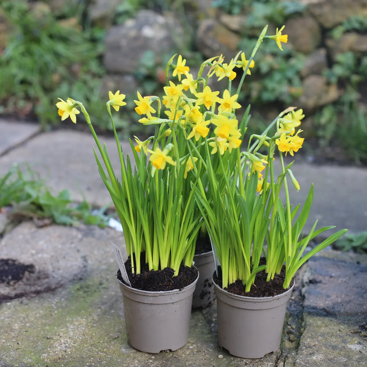 Tete a Tete Daffodils flowering in 3 pots