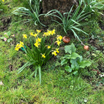 Yellow daffodils blooming in a grassy garden bed near a tree trunk, with green foliage and small brown flower buds around them.