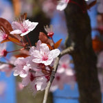 Purple-Leaved Cherry Trees, Large