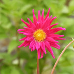 A close-up of a bright pink dahlia flower with a yellow center, set against a soft-focus green garden background.