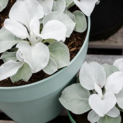 Potted Senecio Angel Wings