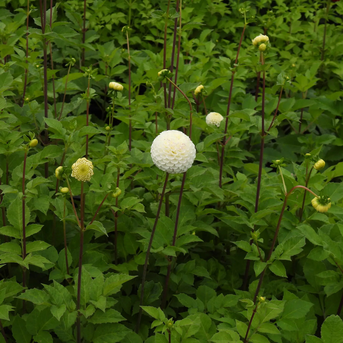 A white globe-shaped dahlia flower in full bloom surrounded by green foliage and other budding dahlia stems.