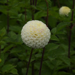 A round, globe-shaped white dahlia flower with dark reddish-purple stems and green leaves, photographed in a garden setting with another blurred flower in the background.