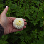 A hand holding a small, round, white dahlia flower bud against a background of green garden foliage.