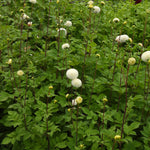 White globular dahlia flowers on leafy green plants in a garden setting.
