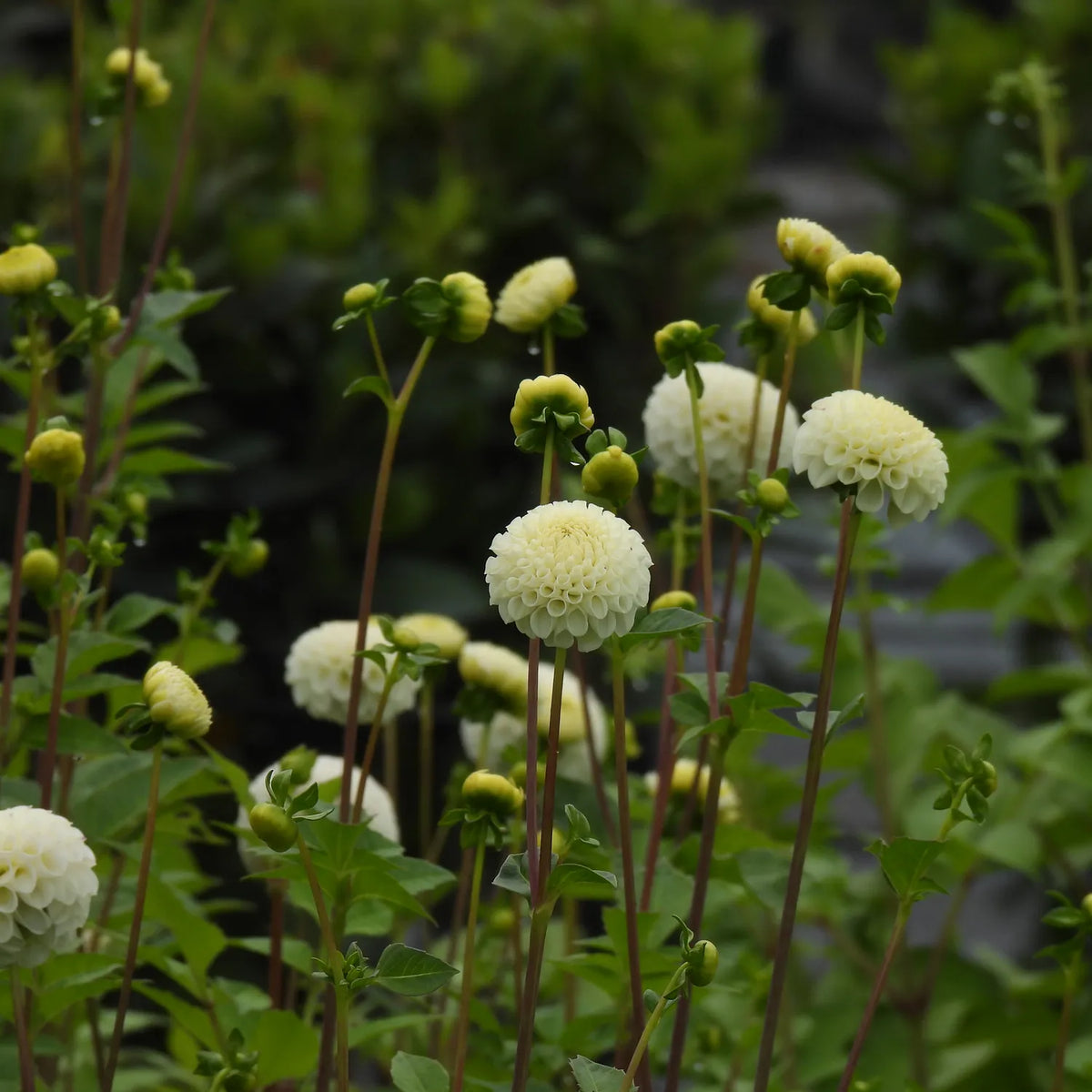 Small World Dahlia Flowers 