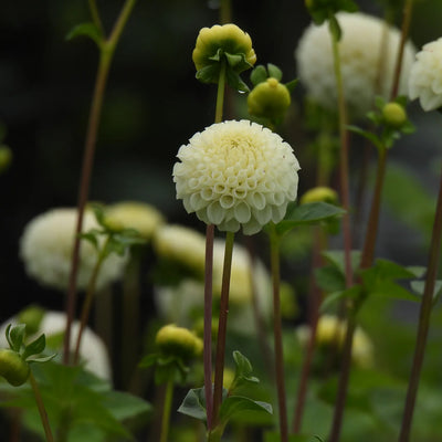 A close-up of a pale cream dahlia flower in full bloom with several green buds and leaves, photographed in a garden setting with softly blurred background flowers.