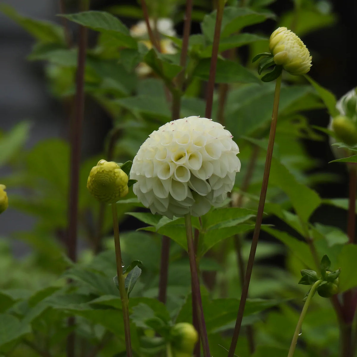 Small World Dahlia Tubers