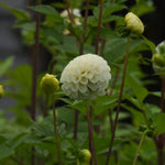Small World Dahlia Tubers