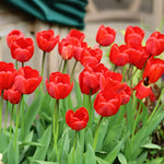 A close-up of vibrant red tulips with green stems and leaves in a garden setting.