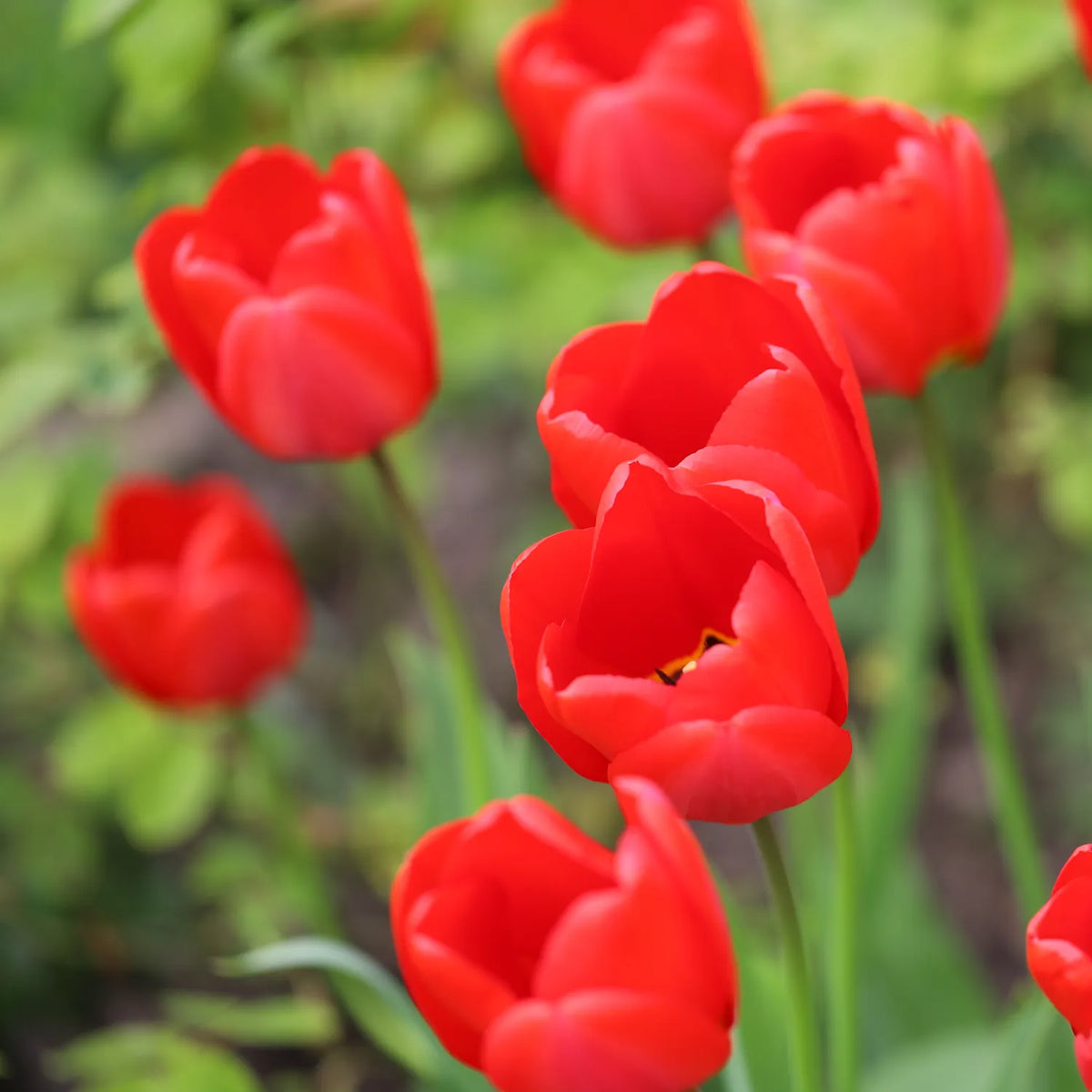 Vibrant red tulips in full bloom with green stems and leaves, photographed outdoors against a soft, blurred green garden background.