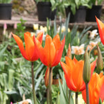 Bright orange-red tulip flowers with pointed petals blooming in a garden border with green foliage