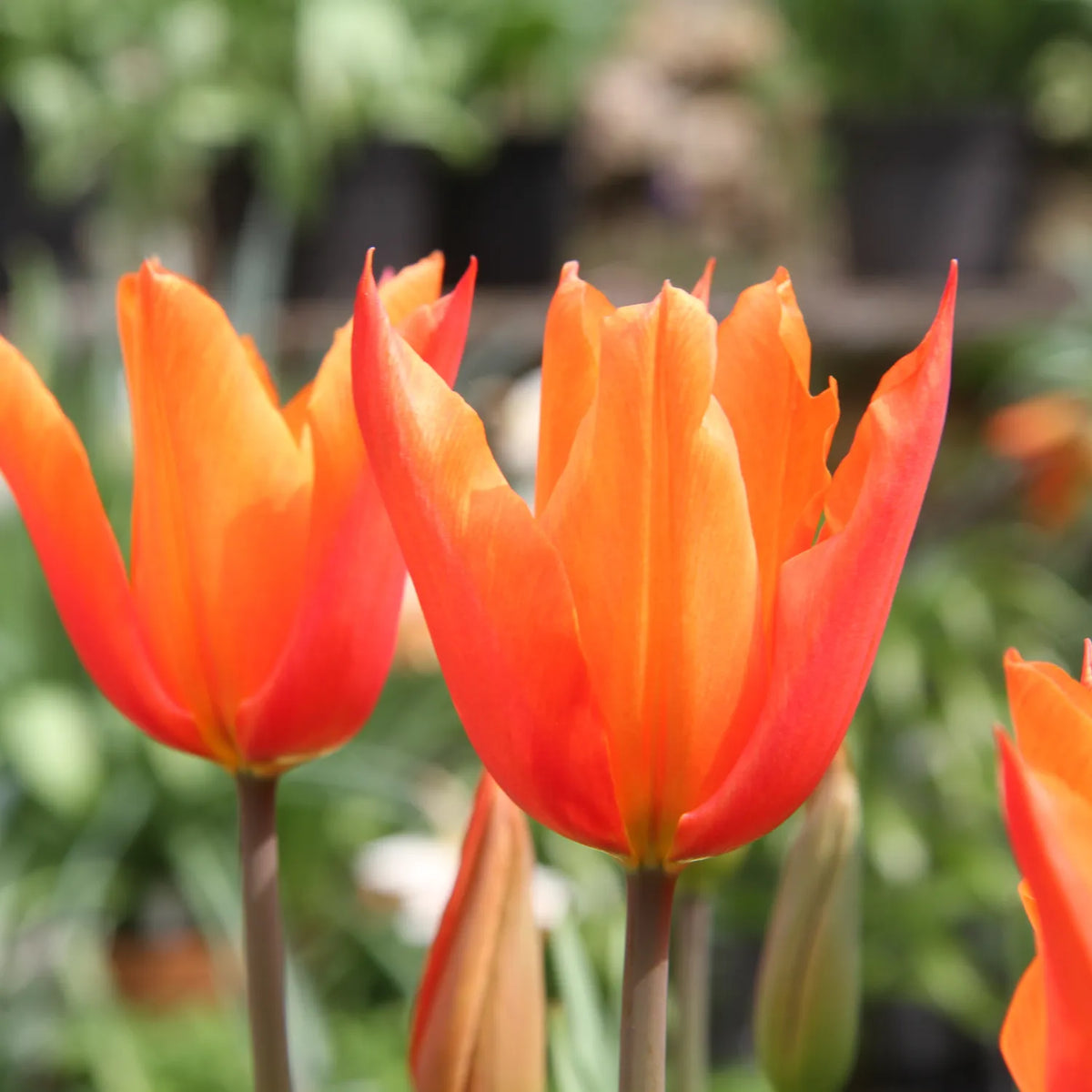 Vibrant orange-red tulip flowers with pointed petals in sharp focus against a blurred garden background