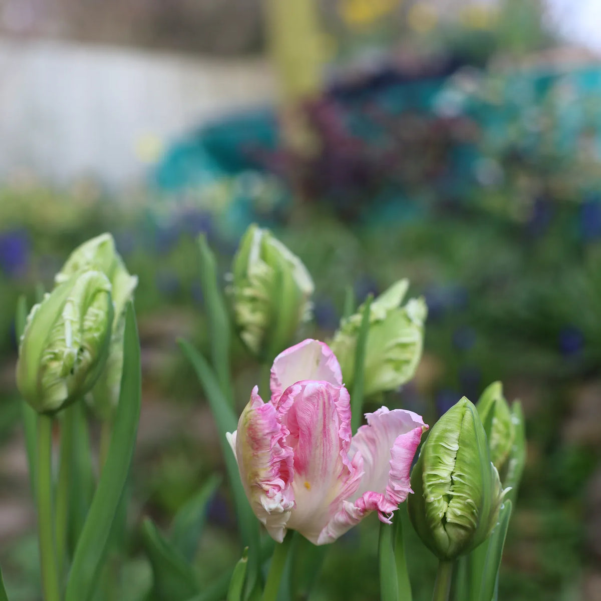 Pink and white ruffled tulip blooming among green tulip buds in a garden setting
