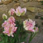 Pink and white parrot tulips with deeply fringed, ruffled petals against a stone wall background