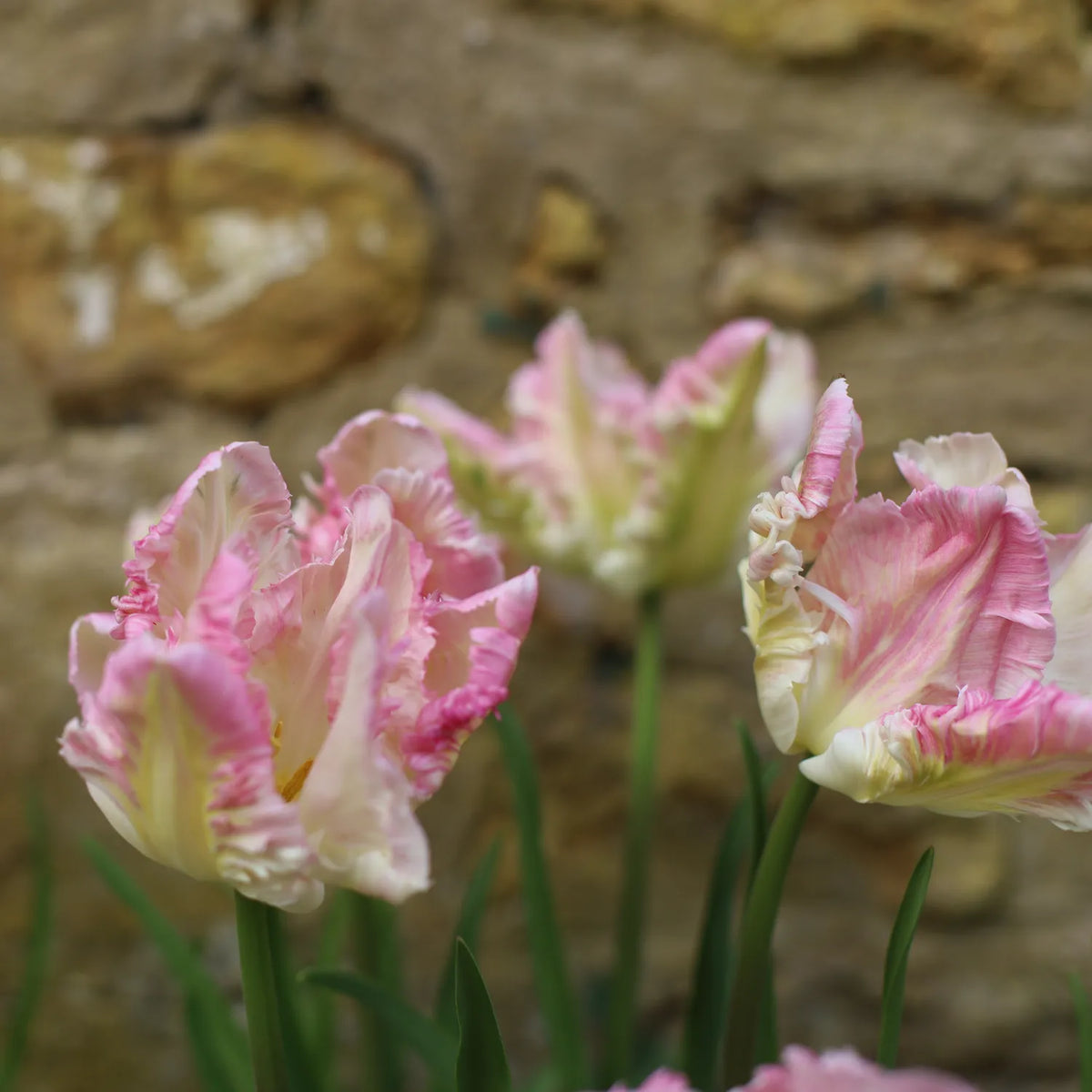 Pink and cream ruffled tulips in full bloom with green stems, set against a blurred rustic stone wall background.