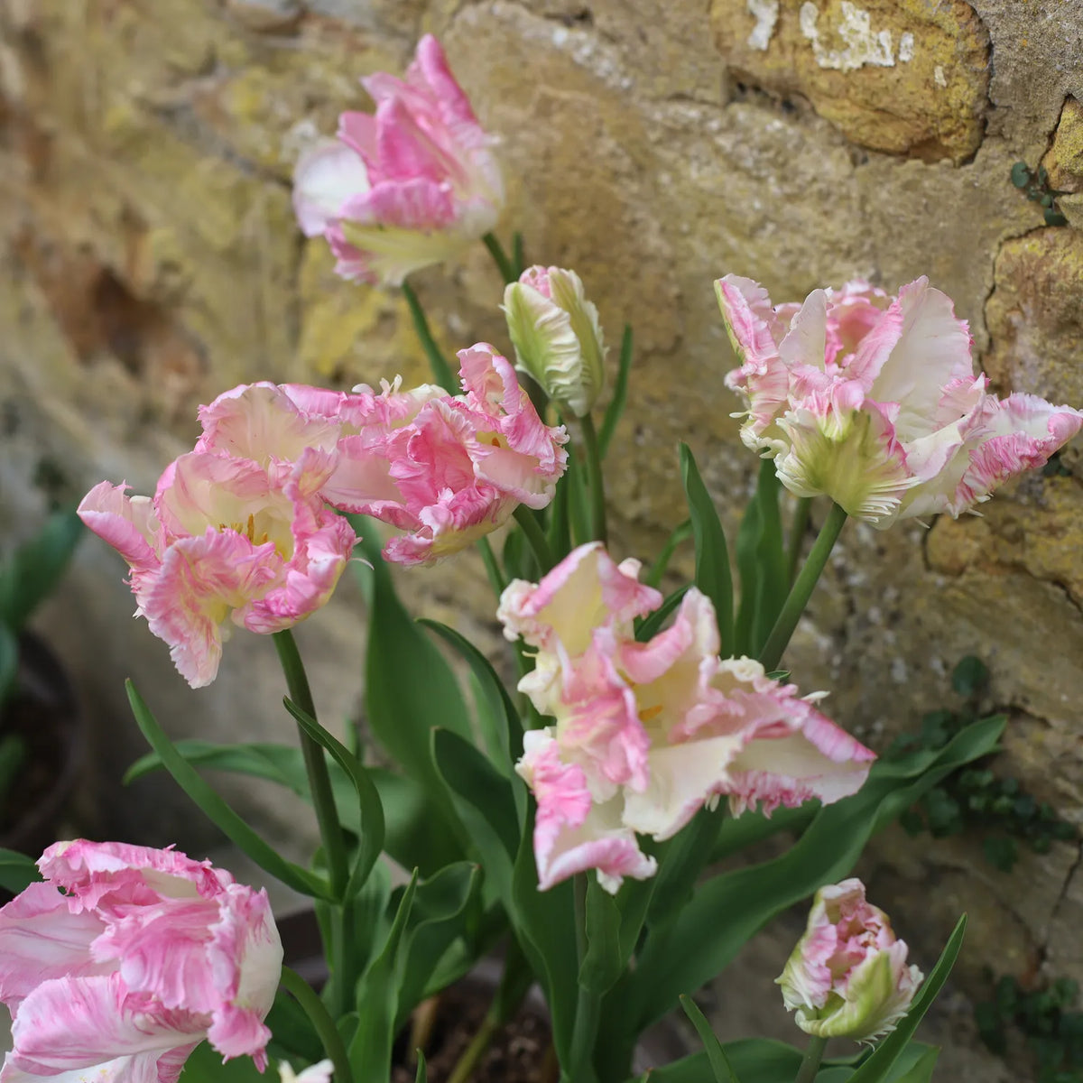 Pink and white ruffled tulips with fringed petals growing against a stone wall, displaying soft pastel colours with green striped markings