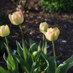 Four pale yellow tulips with soft pink blush on the edges, growing in a garden bed with green leaves and dark mulch in the background.