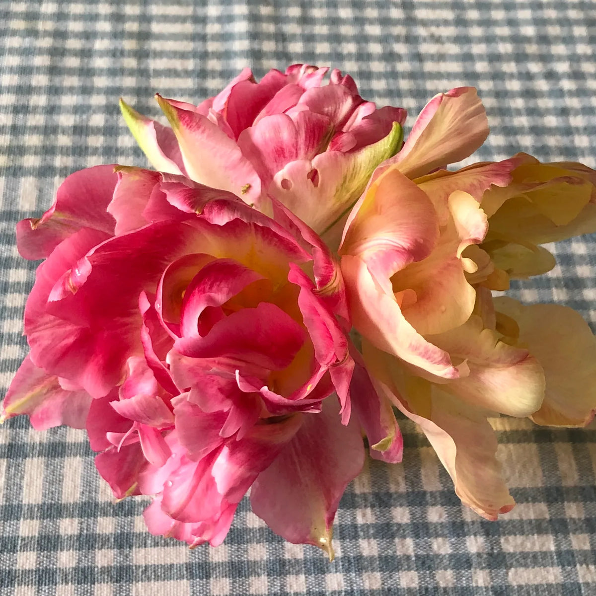 Three blooming tulips in shades of pink, magenta, and pale yellow, arranged on a blue and white checkered fabric surface.