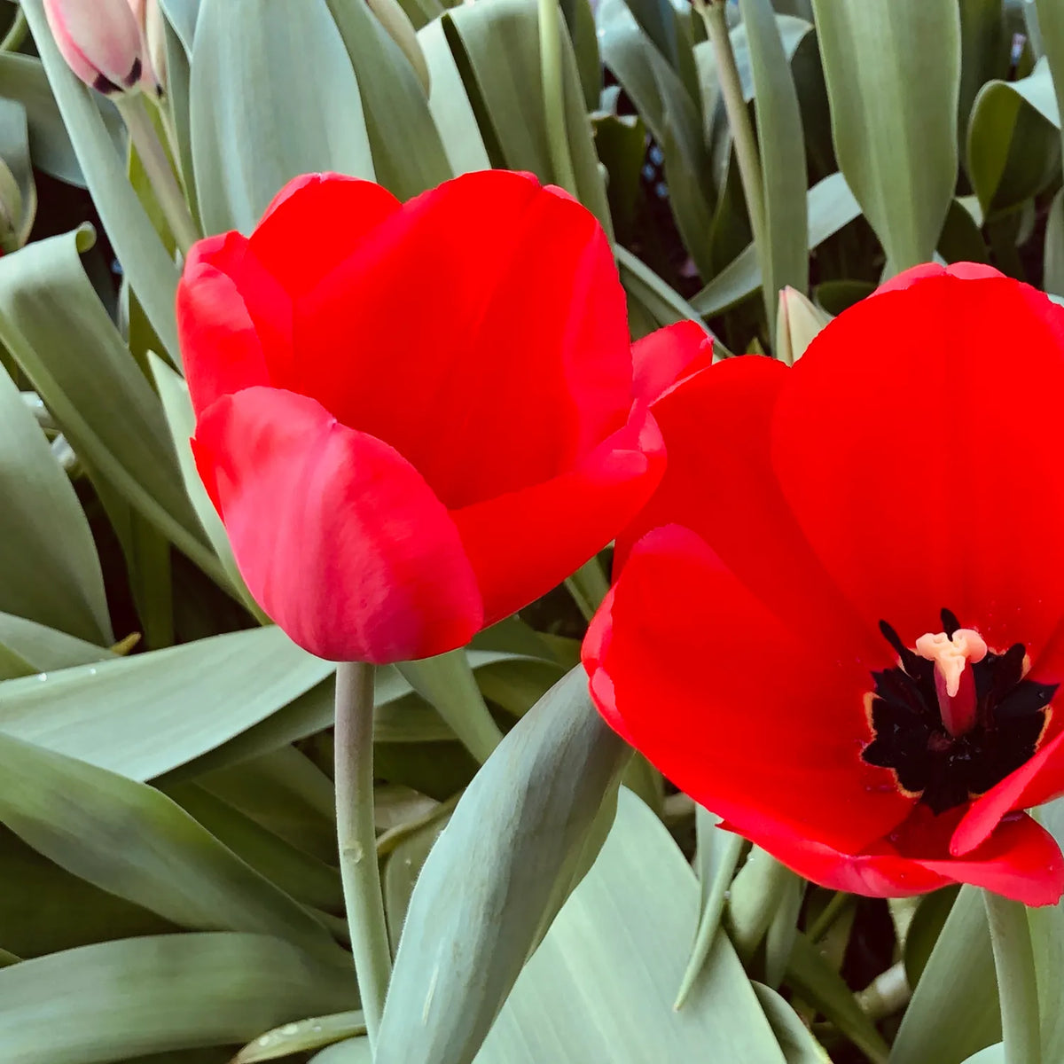 Two bright red tulips in full bloom surrounded by green leaves.