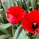 Two bright red tulips in full bloom surrounded by green leaves.