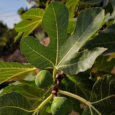White Marseilles Fig Trees