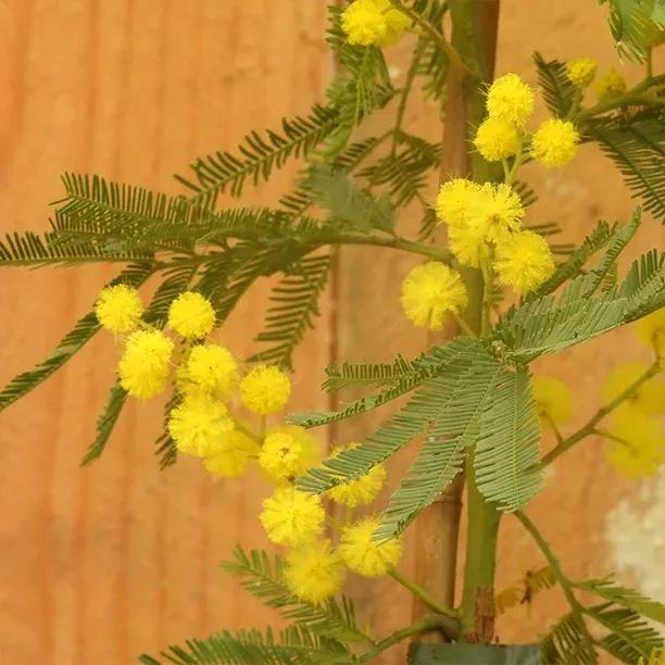 Acacia dealbata Mimosa flowers