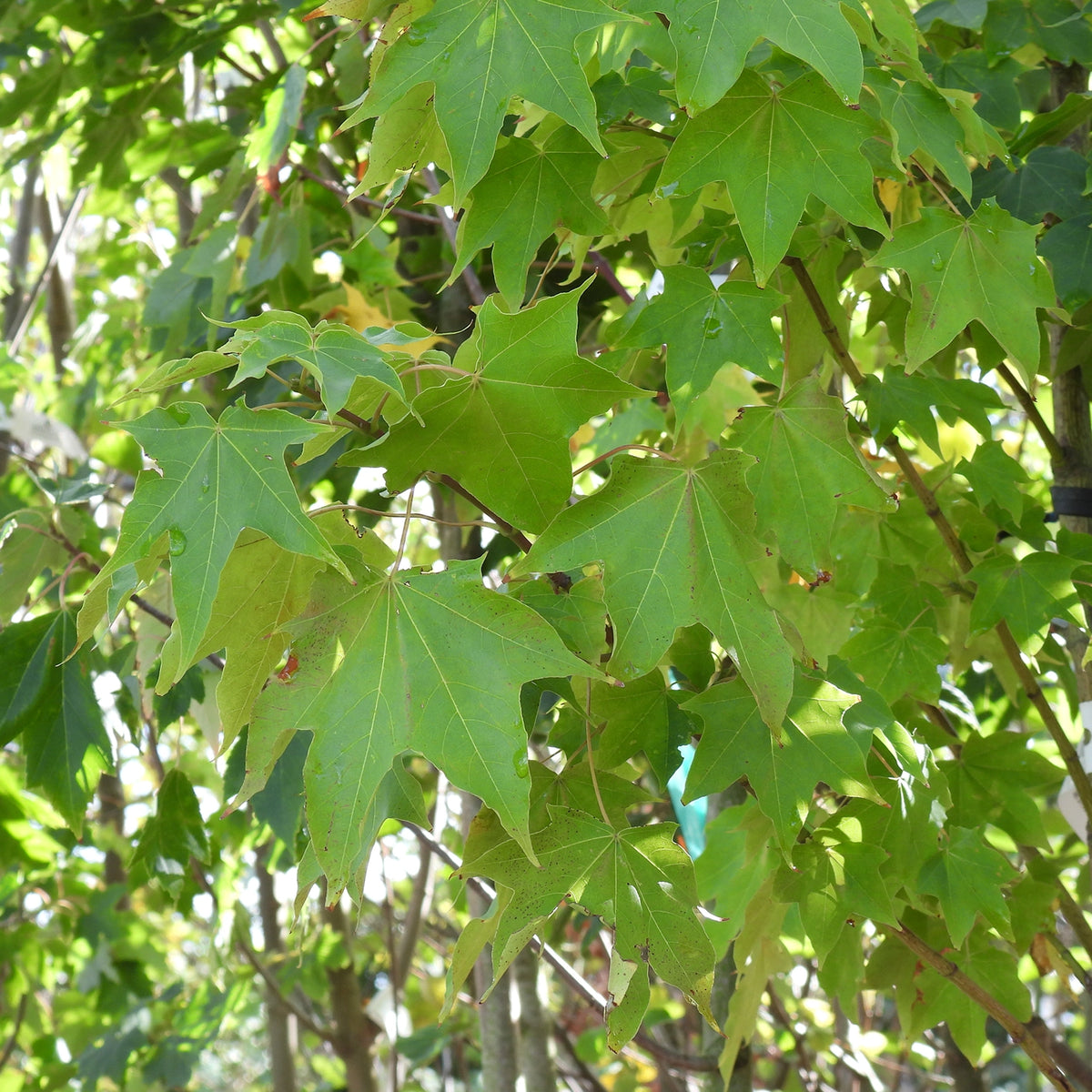Cappadocian Maple Leaves at the end of Summer