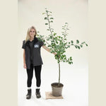 Adams Pearmain Apple Bush - 10 litre Pot