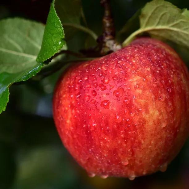 Adams Pearmain Apples on the tree