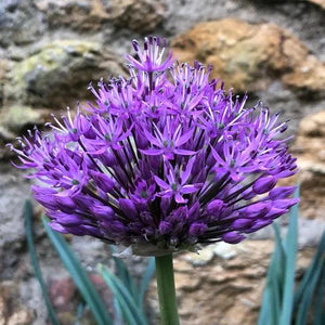 Aflatunense Allium Flowerhead