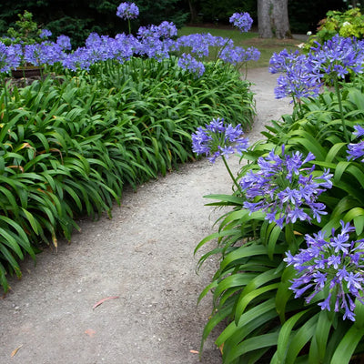 Path in the garden with agapanthus blue flowers