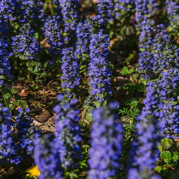 Close-up of purple ajuga  flowers with a bee in a garden setting