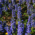 Close-up of purple ajuga  flowers with a bee in a garden setting