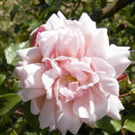 Albertine Rambling Rose Flowers