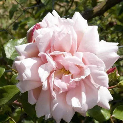 Albertine Rambling Rose Flowers