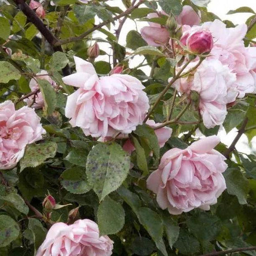 Albertine Rambling Rose Flowers
