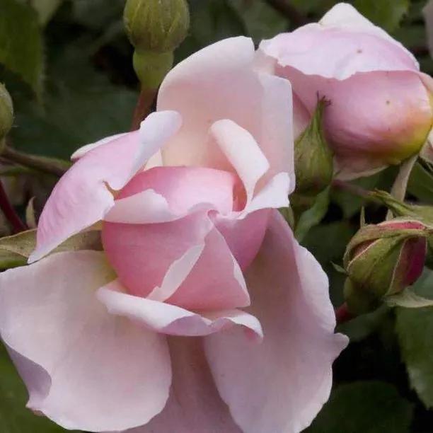 Albertine Rambling Rose Flowers