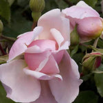 Albertine Rambling Rose Flowers