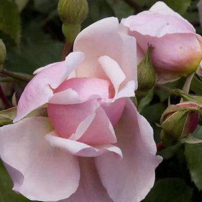 Albertine Rambling Rose Flowers