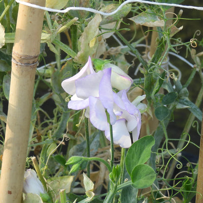 White and light purple sweet pea flowers blooming on a green pea plant, supported by bamboo stakes in a garden setting.
