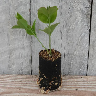 Albutt Blue Sweet Pea Seedling in a Jumbo Plug Showing Good Root Development