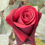 Alec's Red Hybrid Tea Rose Flowers
