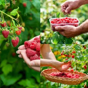 All Season Raspberry Collection