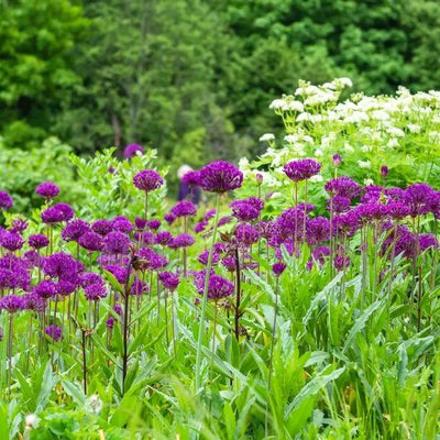 Border full of Purple Sensation Alliums in Flower