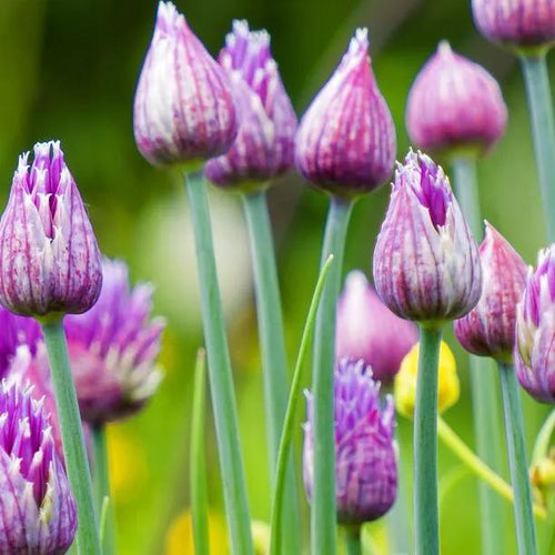 Purple Sensation Allium  Flower Buds just opening